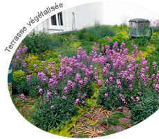 Toiture Terrasse Végétalisée